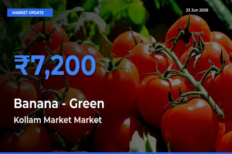 Banana - Green Mandi Rate Today: Kollam Market Tops the List