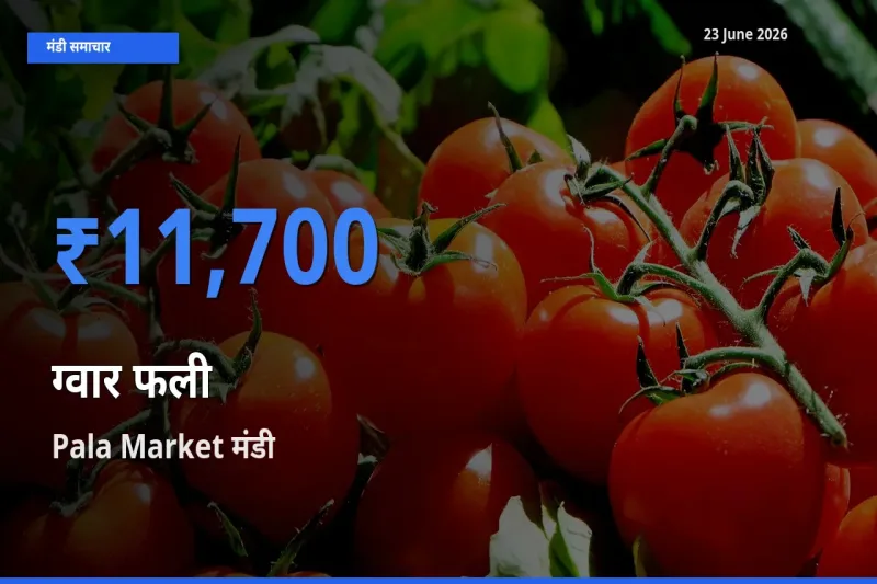 किसानों की पसंद बना Pala Market, ग्वार फली के सबसे अच्छे दाम