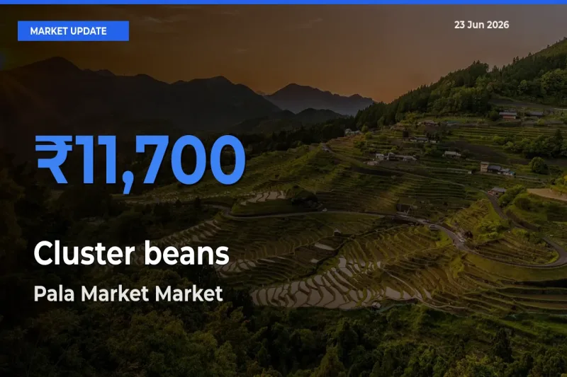 Top Performer! Pala Market Offers Best Cluster beans Price Today
