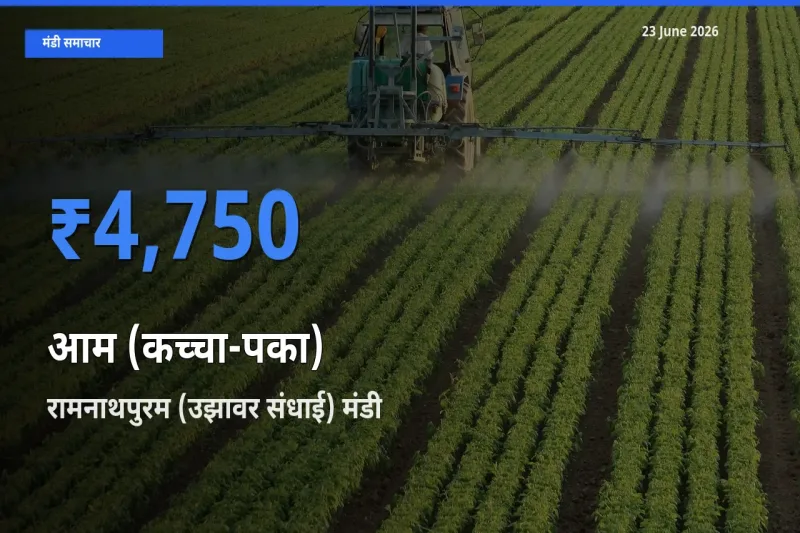 रामनाथपुरम (उझावर संधाई) मंडी में आज आम (कच्चा-पका) के सबसे ऊँचे दाम दर्ज