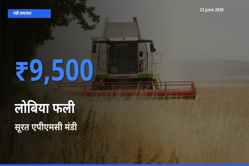 सूरत एपीएमसी मंडी में आज लोबिया फली के सबसे ऊँचे दाम दर्ज