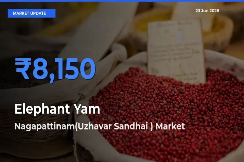Nagapattinam(Uzhavar Sandhai ) Records Highest ₹8,150 Rate for Elephant Yam