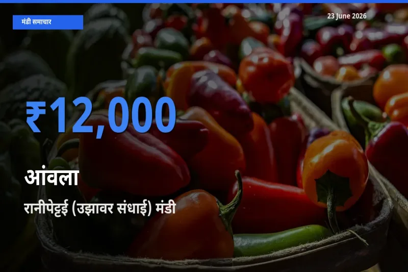 आज का मंडी भाव: आंवला के सबसे ज़्यादा दाम रानीपेट्टई (उझावर संधाई) में