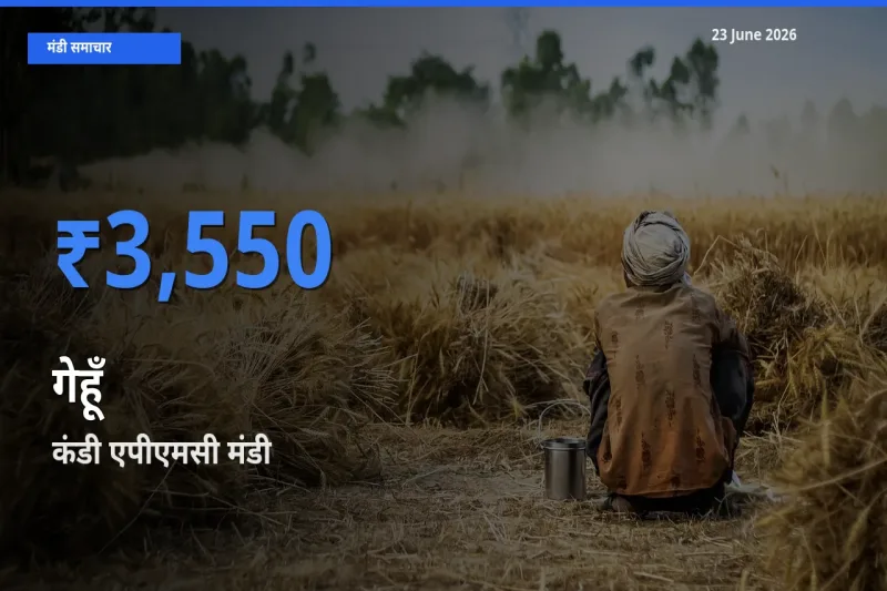 आज गेहूँ के सबसे ऊँचे दाम ₹3,550 कंडी एपीएमसी मंडी में