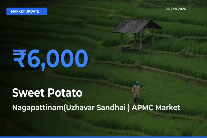 Nagapattinam(Uzhavar Sandhai ) APMC Leads as Top Mandi for Sweet Potato Prices