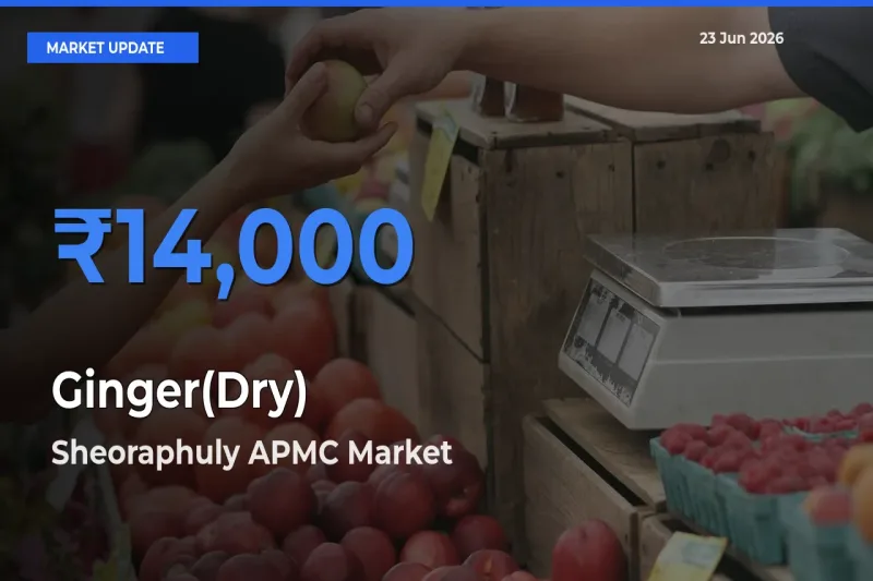Top Performer! Sheoraphuly APMC Offers Best Ginger(Dry) Price Today