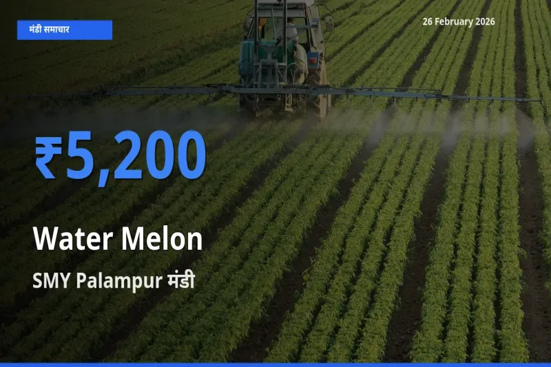 आज Water Melon के सबसे ज़्यादा दाम SMY Palampur मंडी में दर्ज