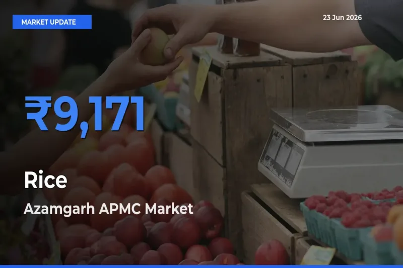 Top Performer! Azamgarh APMC Offers Best Rice Price Today