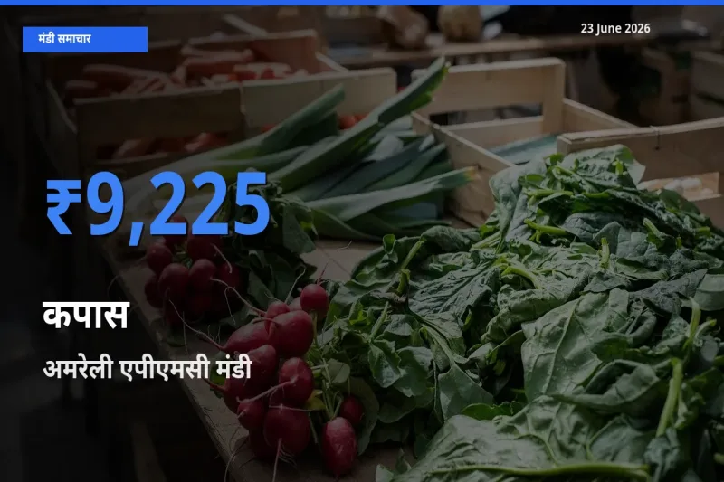 आज कपास के सबसे ऊँचे दाम ₹9,225 अमरेली एपीएमसी मंडी में