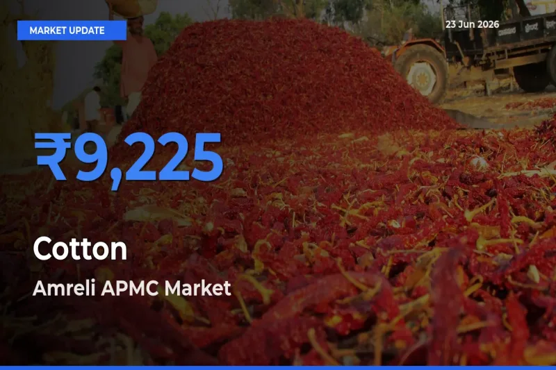 Amreli APMC Tops Cotton Rates – June 23 Market Update