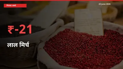 अचानक झटका! मंडी में लाल मिर्च के दाम 20.68% टूटे