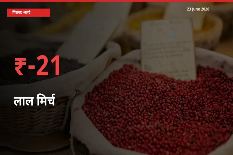 अचानक झटका! मंडी में लाल मिर्च के दाम 20.68% टूटे