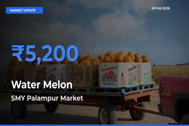 Top Performer! SMY Palampur Offers Best Water Melon Price Today