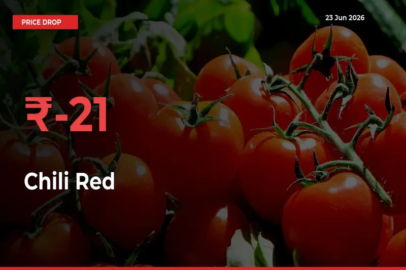 Why Chili Red Prices Fell 20.68% in a Day at Mandis