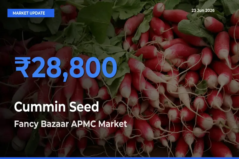 Fancy Bazaar APMC Records Highest ₹28,800 Rate for Cummin Seed
