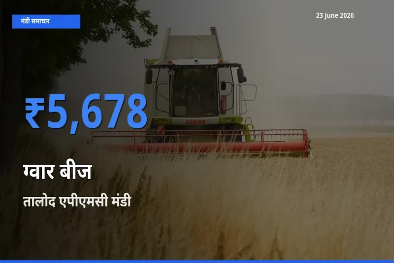 आज का मंडी भाव: ग्वार बीज के सबसे ज़्यादा दाम तालोद एपीएमसी में