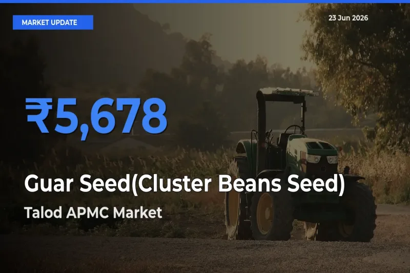 Top Performer! Talod APMC Offers Best Guar Seed(Cluster Beans Seed) Price Today