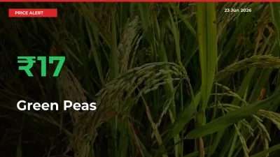 Sharp Jump! Green Peas Prices Climb 16.92% in 24 Hours at Key Mandis
