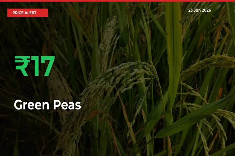 Sharp Jump! Green Peas Prices Climb 16.92% in 24 Hours at Key Mandis