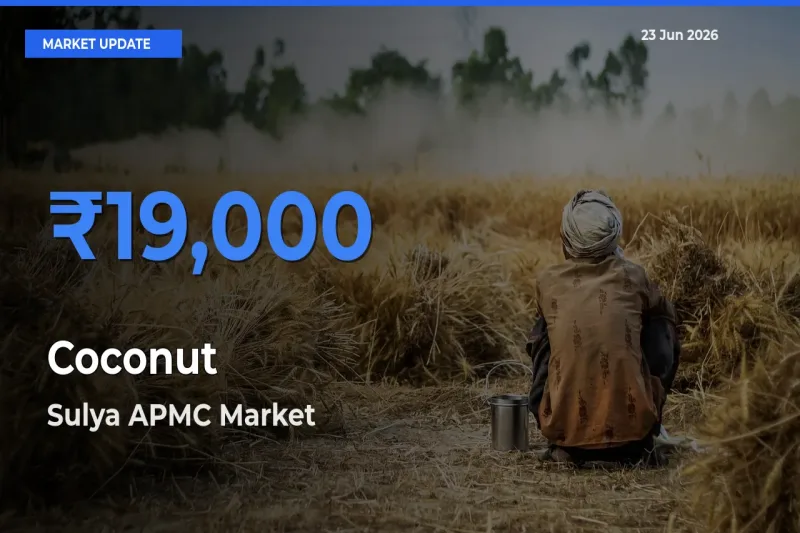 Sulya APMC Emerges as Top Mandi for Coconut Prices Today