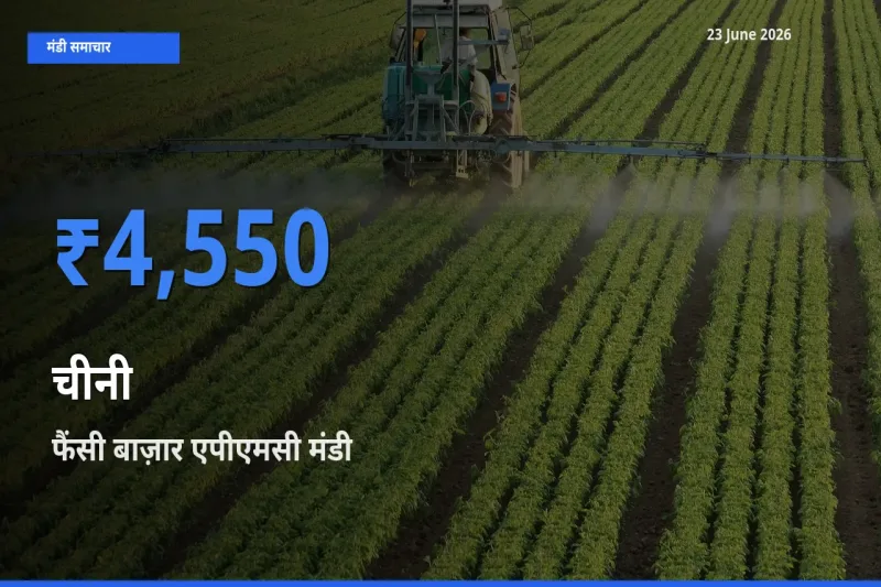 टॉप मंडी बना फैंसी बाज़ार एपीएमसी! चीनी के सबसे ऊँचे दाम यहीं दर्ज