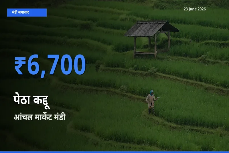 आंचल मार्केट मंडी में पेठा कद्दू ₹6,700 पर पहुँचा – आज का सर्वोच्च भाव
