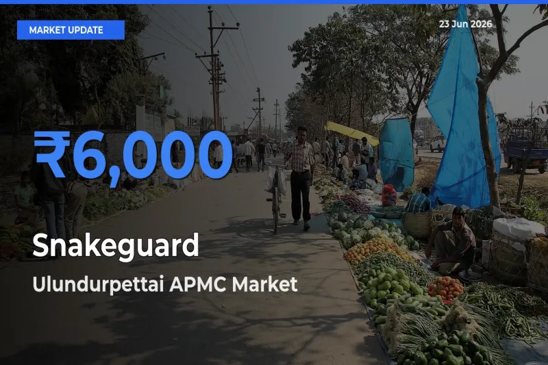 Ulundurpettai APMC Records Highest ₹6,000 Rate for Snakeguard