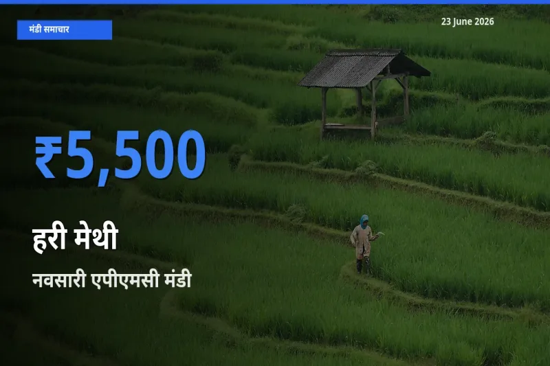 टॉप मंडी बना नवसारी एपीएमसी! हरी मेथी के सबसे ऊँचे दाम यहीं दर्ज