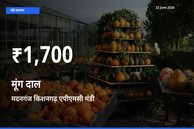 रिकॉर्ड गिरावट नहीं, लेकिन 30 दिन का न्यूनतम! मदनगंज किशनगढ़ एपीएमसी में मूंग दाल के दाम फिसले