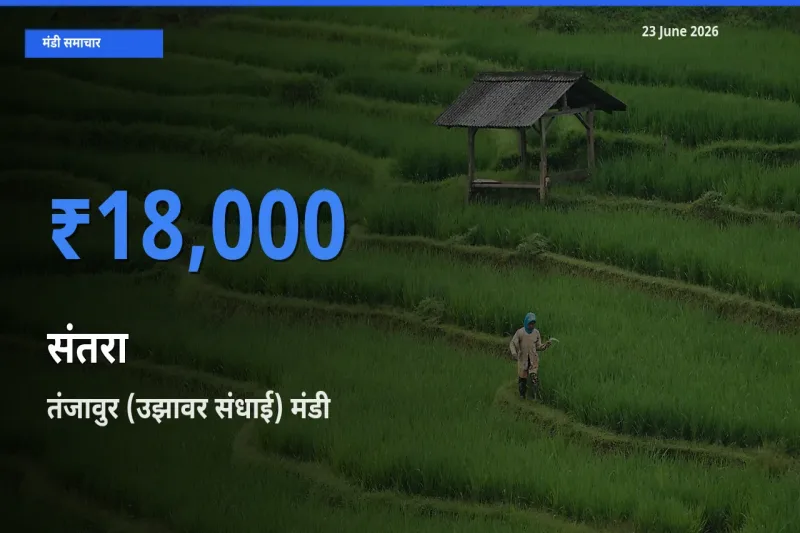 तंजावुर (उझावर संधाई) मंडी में संतरा ₹18,000 पर पहुँचा – आज का सर्वोच्च भाव