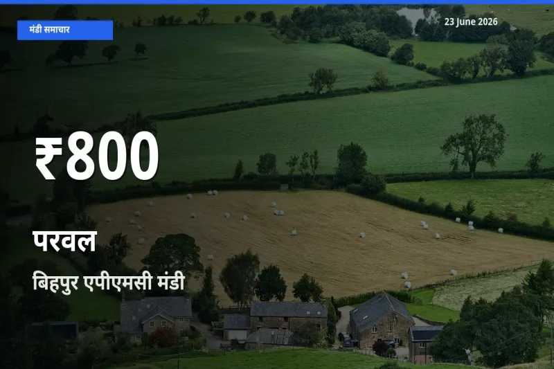 तेज़ गिरावट! बिहपुर एपीएमसी में परवल के दाम 30 दिन के निचले स्तर पर