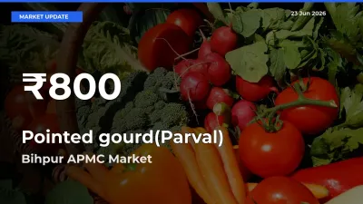 Pointed gourd(Parval) Hits 30-Day Low in Bihpur APMC
