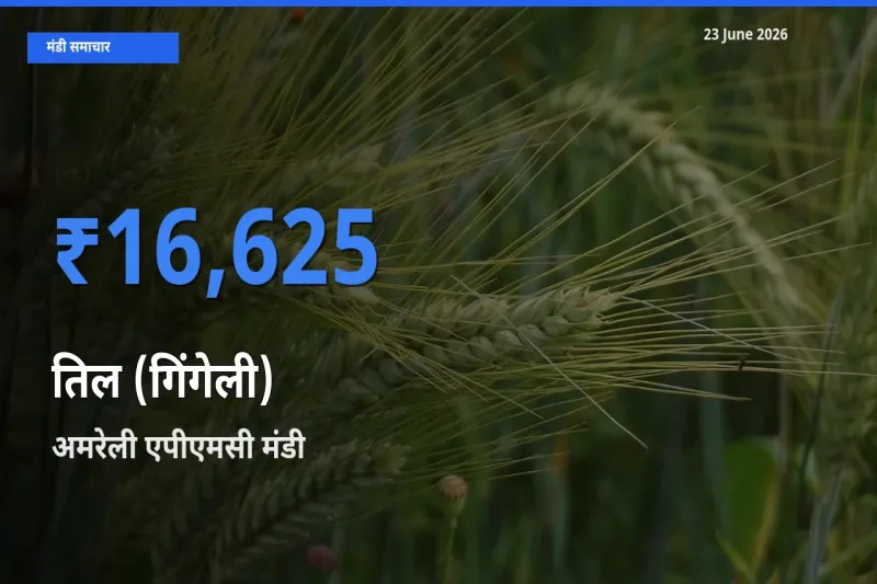 किसानों की पसंद बना अमरेली एपीएमसी, तिल (गिंगेली) के सबसे अच्छे दाम