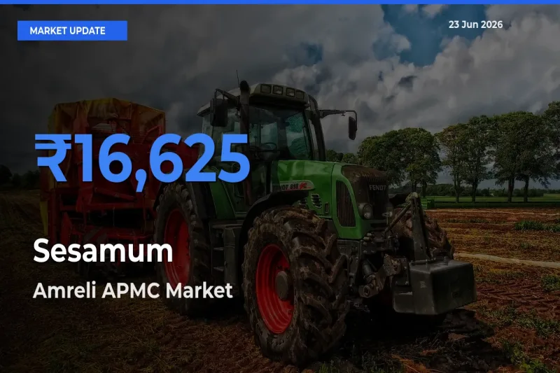 Top Performer! Amreli APMC Offers Best Sesamum Price Today