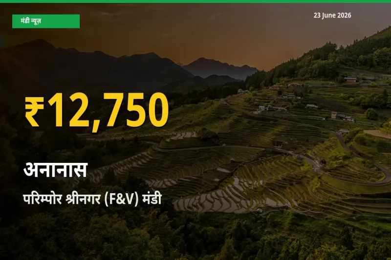 रिकॉर्ड तेज़ी! परिम्पोर श्रीनगर (F&V) में अनानास ₹12,750 पर पहुँचा