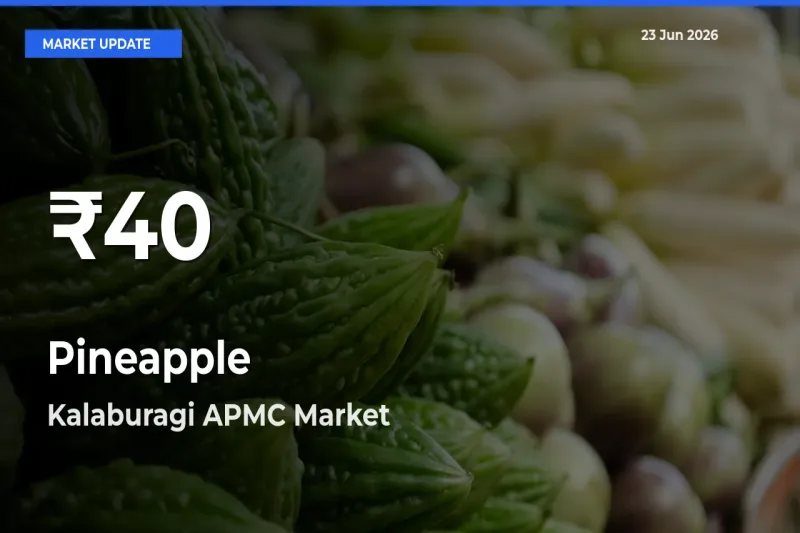 Pineapple Mandi Rate Today: 30-Day Low Recorded in Kalaburagi APMC