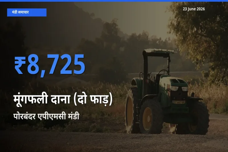 किसानों की पसंद बना पोरबंदर एपीएमसी, मूंगफली दाना (दो फाड़) के सबसे अच्छे दाम
