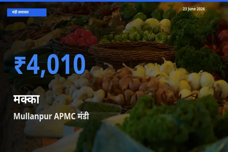 Mullanpur APMC में मक्का का आज सबसे ऊँचा भाव