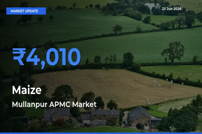 Mullanpur APMC Emerges as Top Mandi for Maize Prices Today