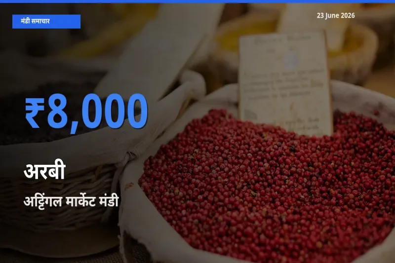 23 June अपडेट: अरबी के सबसे ऊँचे दाम अट्टिंगल मार्केट मंडी में
