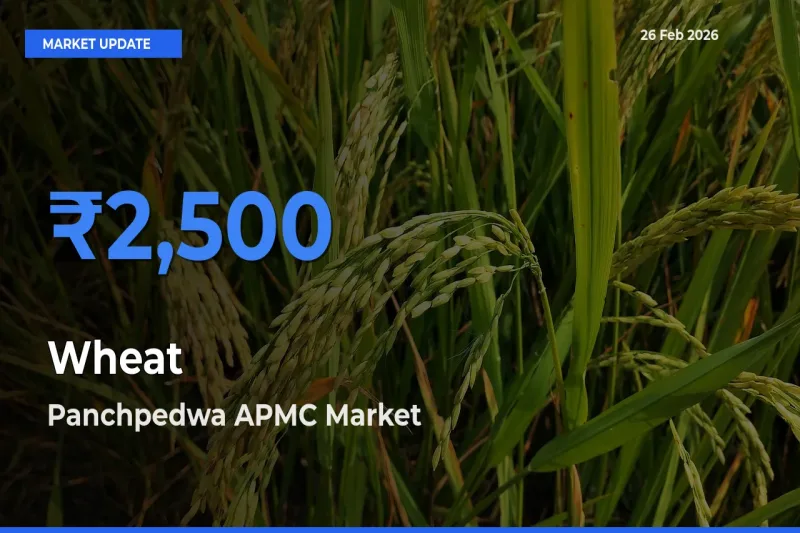 Panchpedwa APMC Emerges as Top Mandi for Wheat Prices Today