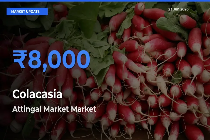 Attingal Market Offers ₹8,000 – Highest Colacasia Rate Today