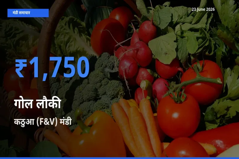 कठुआ (F&V) मंडी में आज गोल लौकी के सबसे ऊँचे दाम दर्ज