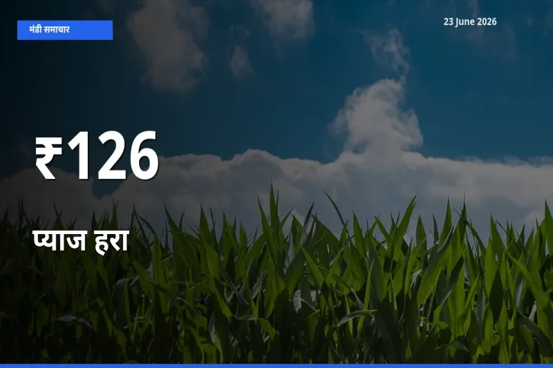 23 June अपडेट: प्याज हरा के दाम कई मंडियों में एक जैसा रुझान