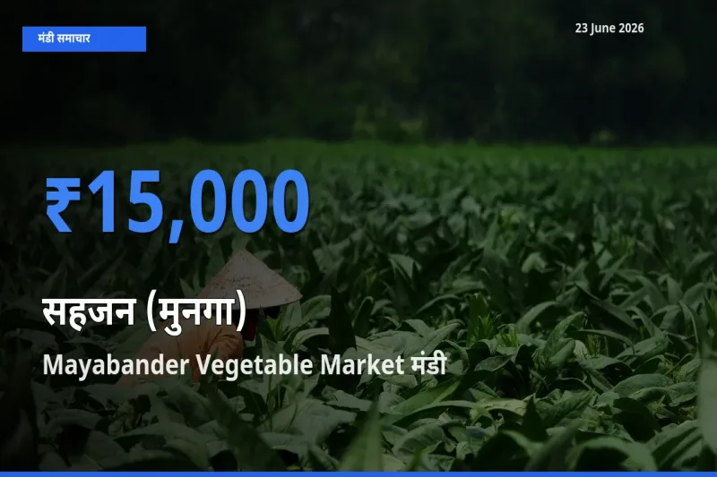 बाज़ार संकेत: Mayabander Vegetable Market बना सहजन (मुनगा) के लिए आज की टॉप मंडी