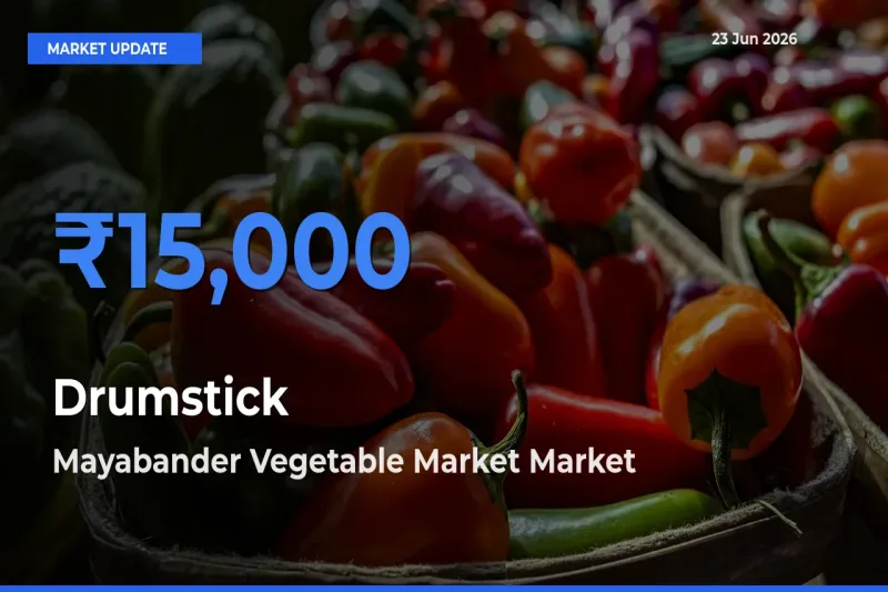 Mayabander Vegetable Market Offers ₹15,000 – Highest Drumstick Rate Today
