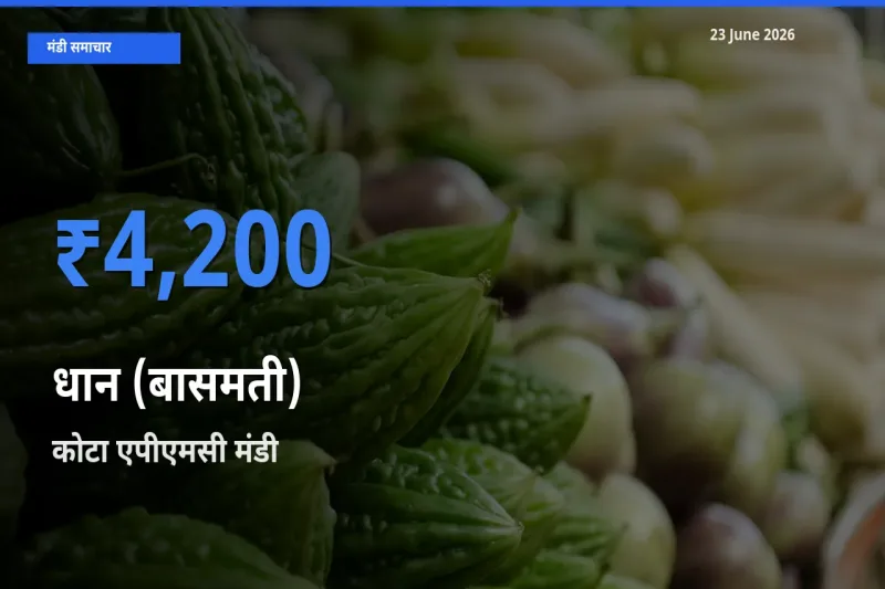 कोटा एपीएमसी मंडी में आज धान (बासमती) के सबसे ऊँचे दाम दर्ज