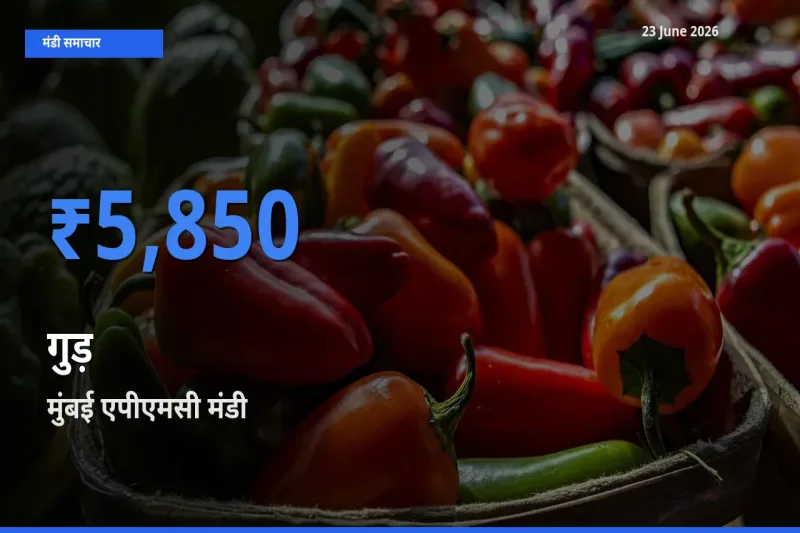 बाज़ार संकेत: मुंबई एपीएमसी बना गुड़ के लिए आज की टॉप मंडी