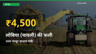 लोबिया (चावली) की फली के दामों ने बनाया नया रिकॉर्ड, उत्तर परवूर बाज़ार में तेज़ी