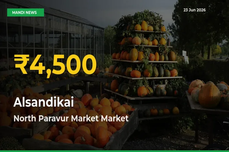 Alsandikai Mandi Rate Surges Today in North Paravur Market – Highest Level in 30 Days
